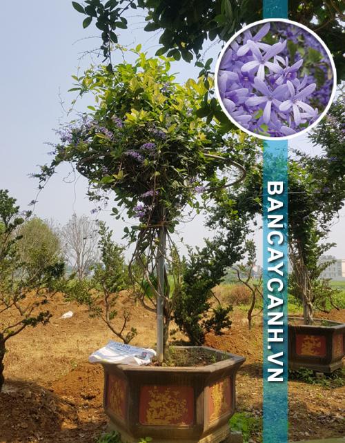  CÂY MAI XANH - PETREA VOLUBILIS MÃ MAIXANH01